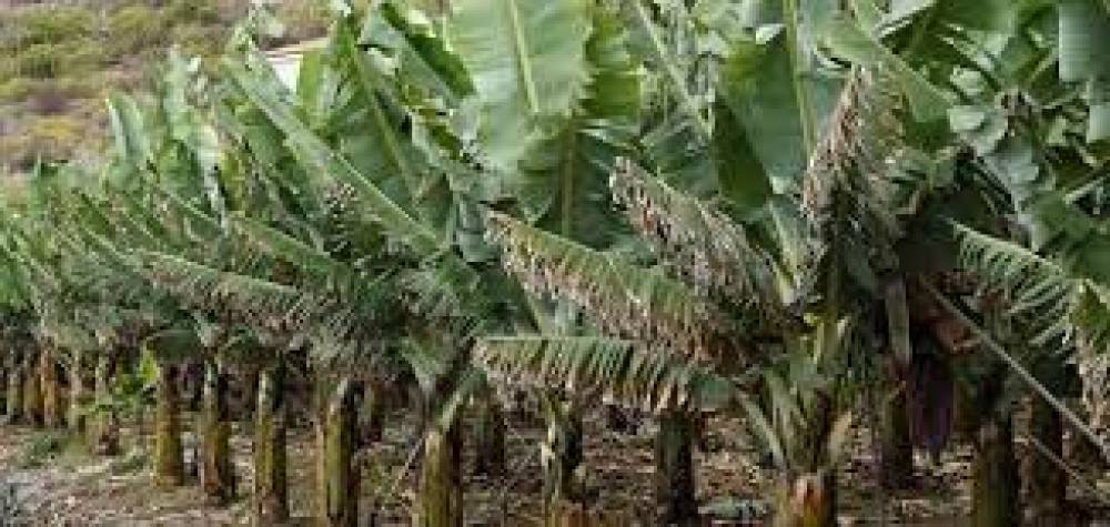  الموز المزيف غذاء قد ينقذ العالم في مواجهة ارتفاع حرارة الأرض