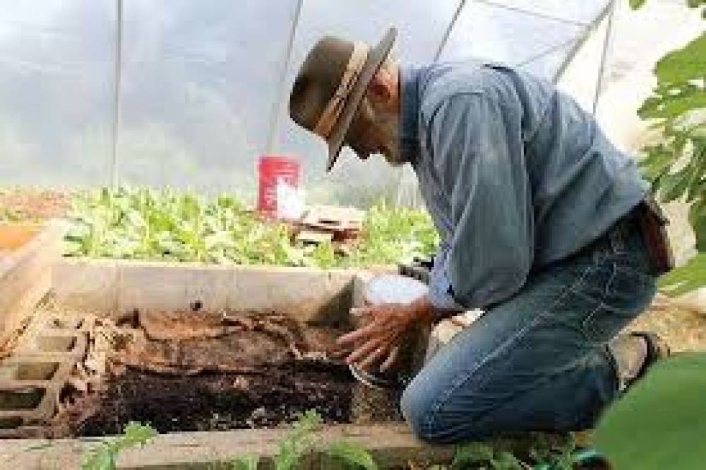  دودة الأرض و فائدتها في الزراعة