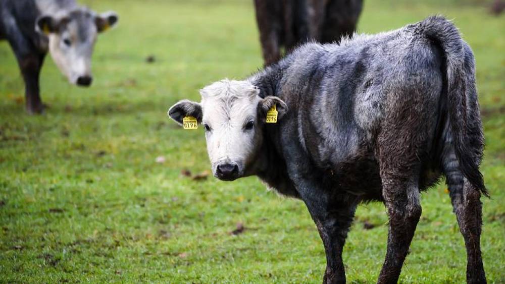 إنقاذ سلالة أبقار زرقاء فريدة من الانقراض في لاتفيا