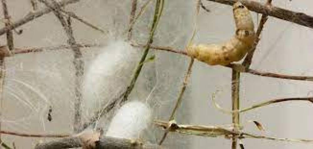 دودة قز مطورة تنتج خيوط حرير 