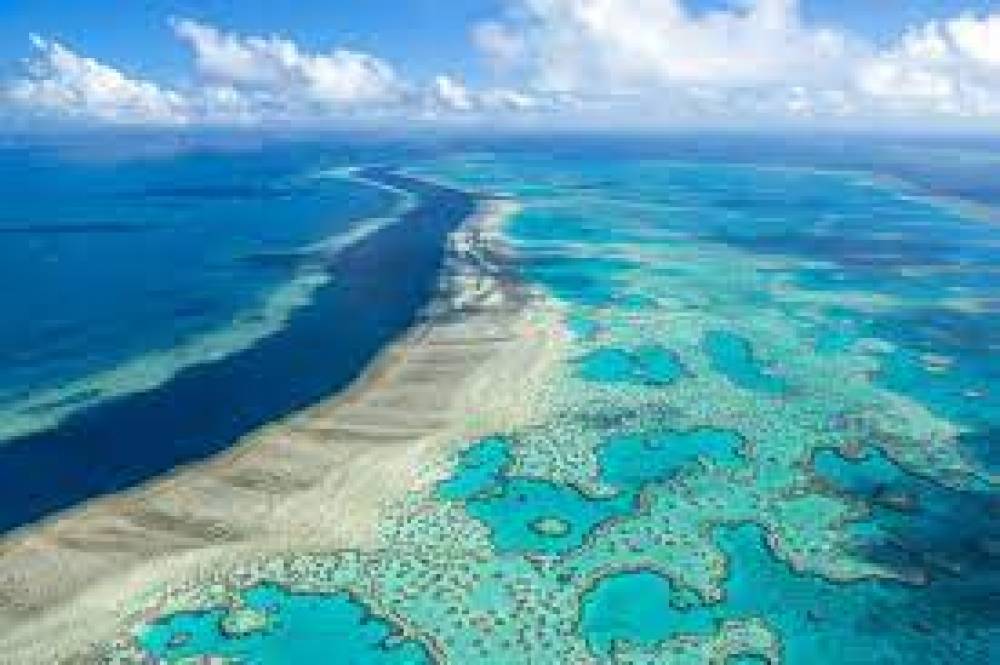 الحاجز المرجاني العظيم ضحية موجة «ابيضاض على نطاق واسع