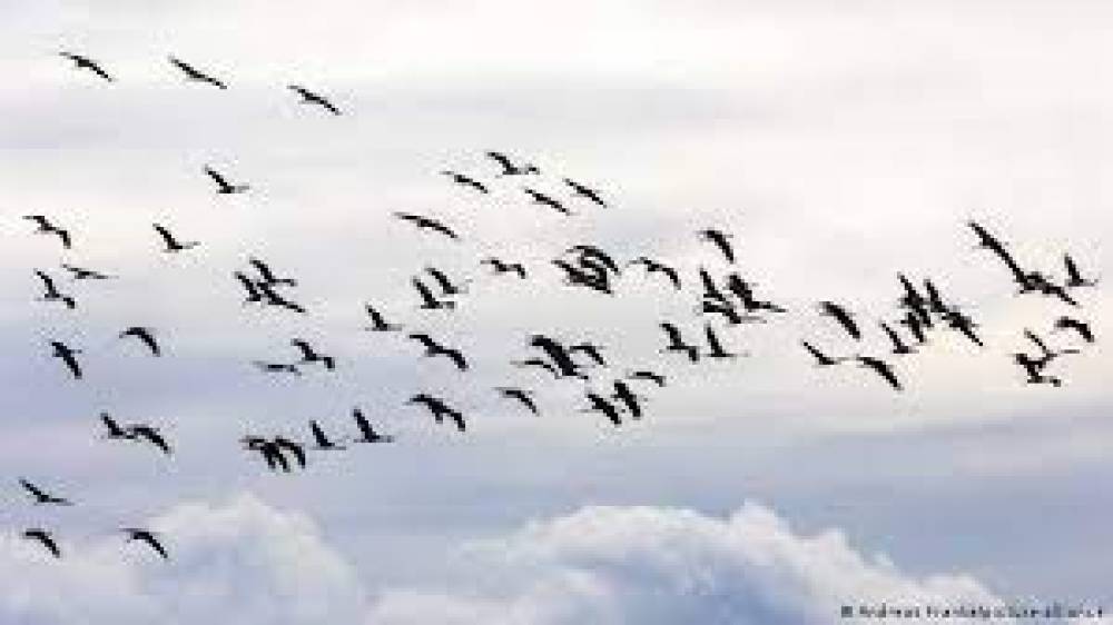 تغير المناخ يربك حركة الطيور المهاجرة لمصر
