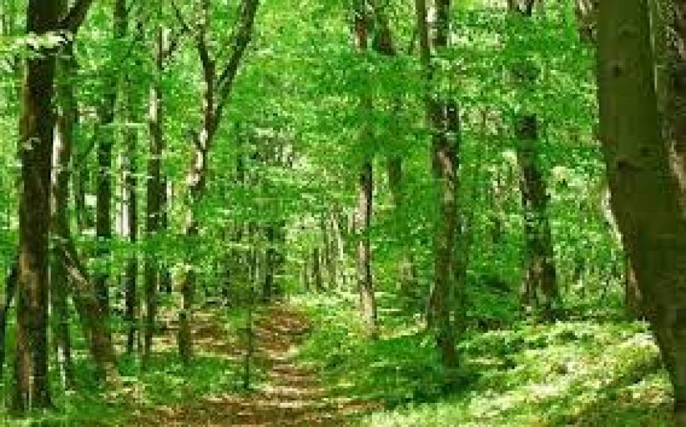 الغابات التركية.. مخاطر تهدد "الرئة الخضراء" للبلاد